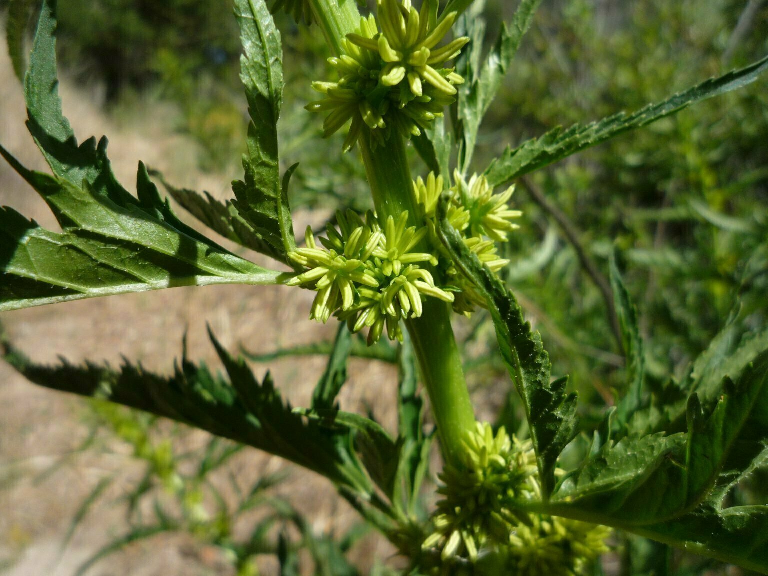 High Resolution Datisca glomerata Bud